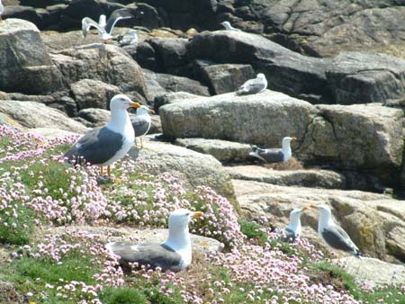 Nesting gulls, Gugh